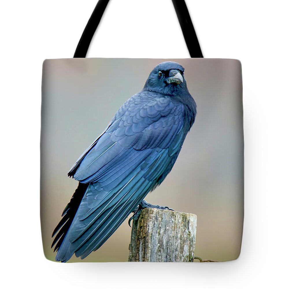 Raven Tote Bag featuring the photograph Raven by Nunweiler Photography