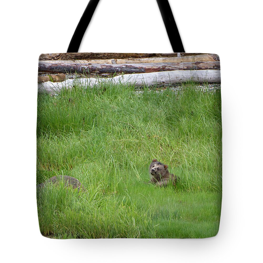 Grizzly Bear Tote Bag featuring the photograph Cub in the grass by Canadart -