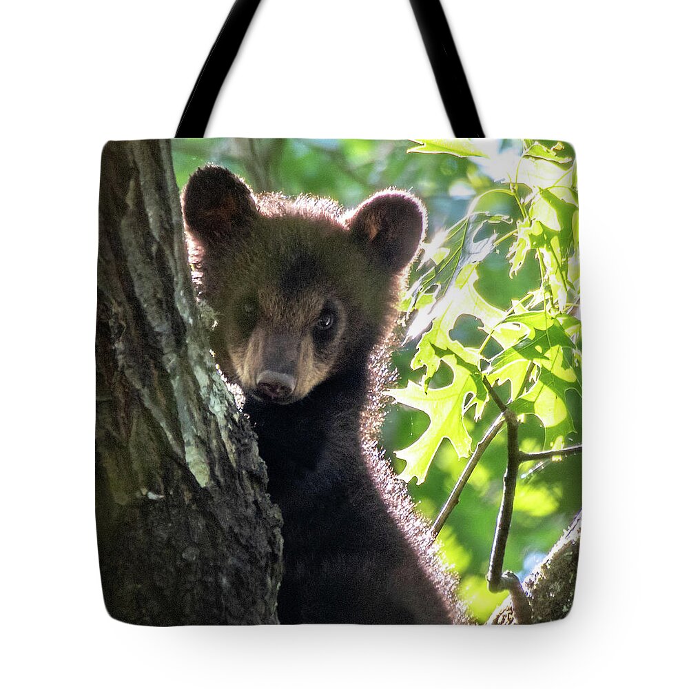 Bear Cub Tote Bag featuring the photograph Cubbie by Marcy Wielfaert