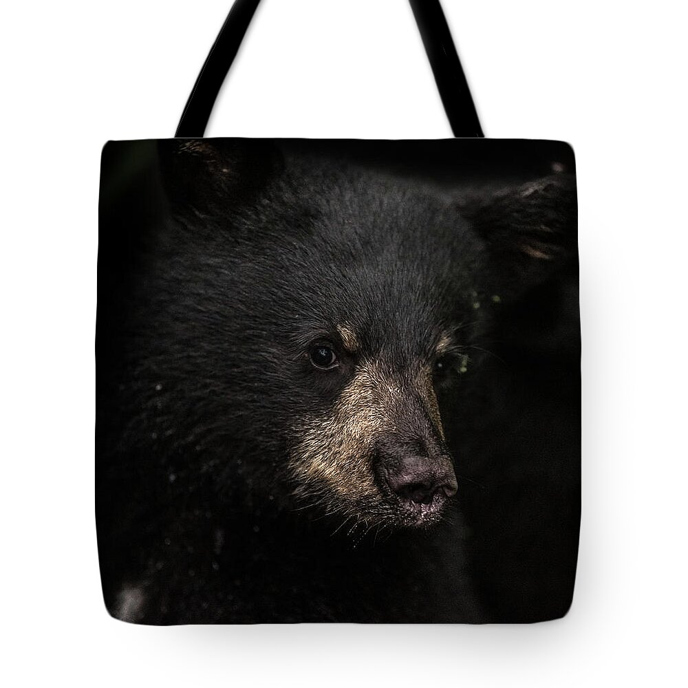 Bear Tote Bag featuring the photograph Cubby by David Kirby