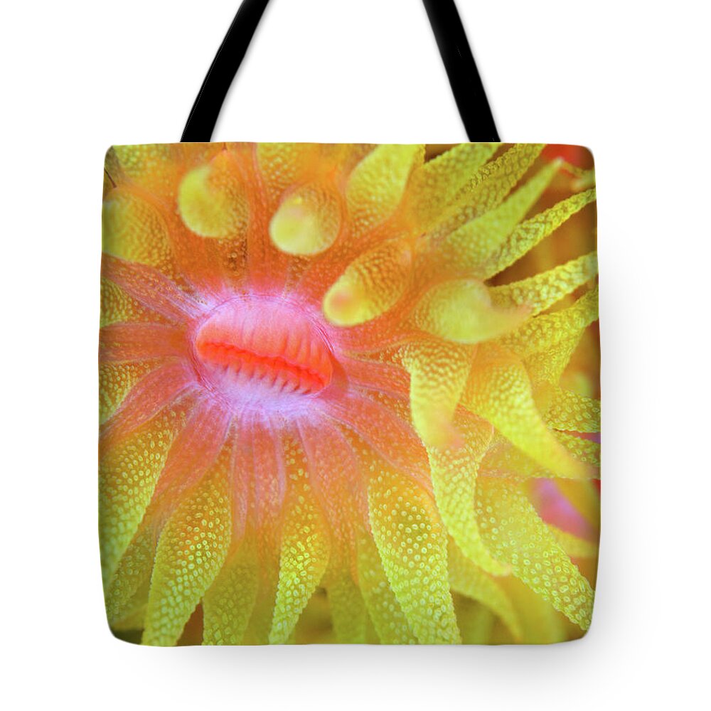 Cup Coral Tote Bag featuring the photograph Cup Coral by Copyright Michael Gerber