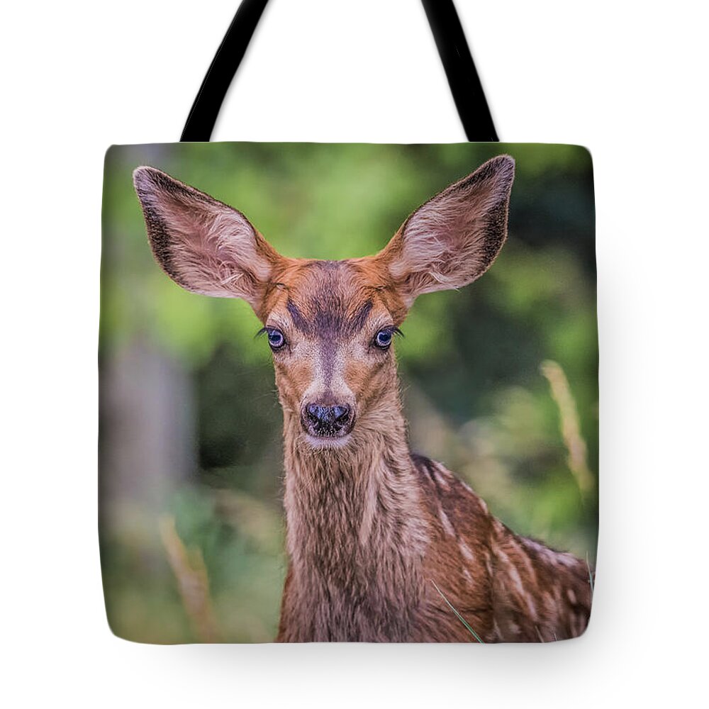 Fawn Tote Bag featuring the photograph Curious Fawn by Melissa Lipton