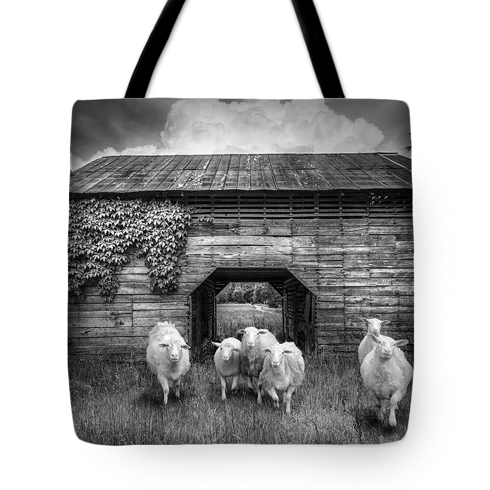 Animals Tote Bag featuring the photograph Curious in Black and White by Debra and Dave Vanderlaan
