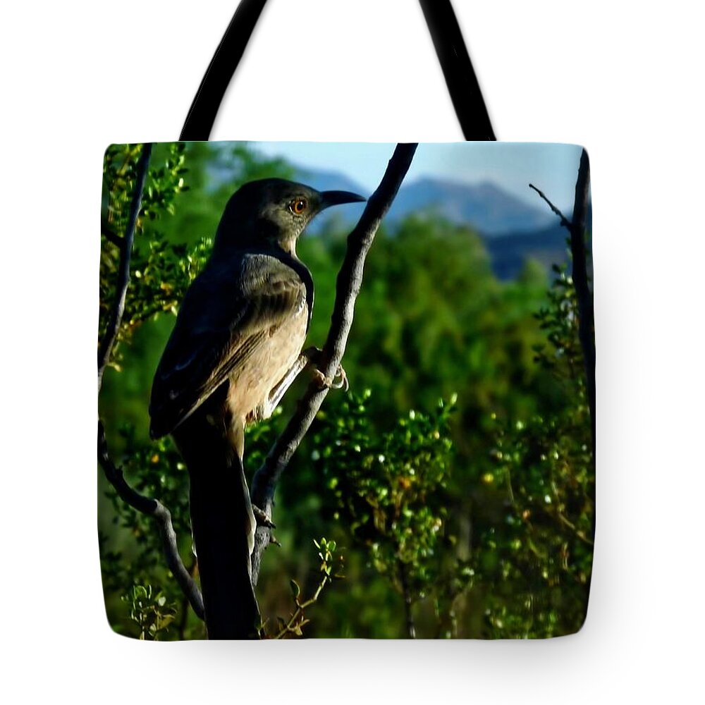 Affordable Tote Bag featuring the photograph Curve-Billed Thrasher on Creosote by Judy Kennedy
