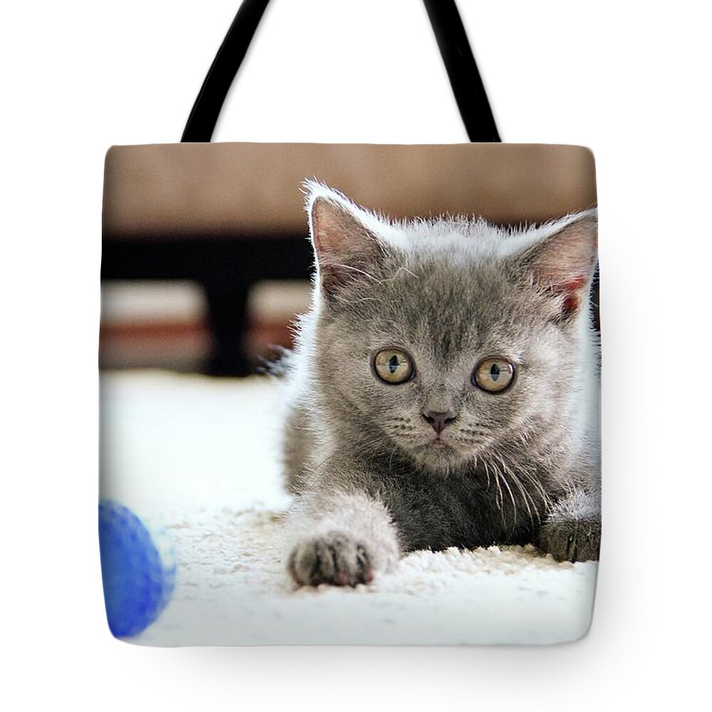 Pets Tote Bag featuring the photograph Cute British Shorthair Cat by Ozcan Malkocer