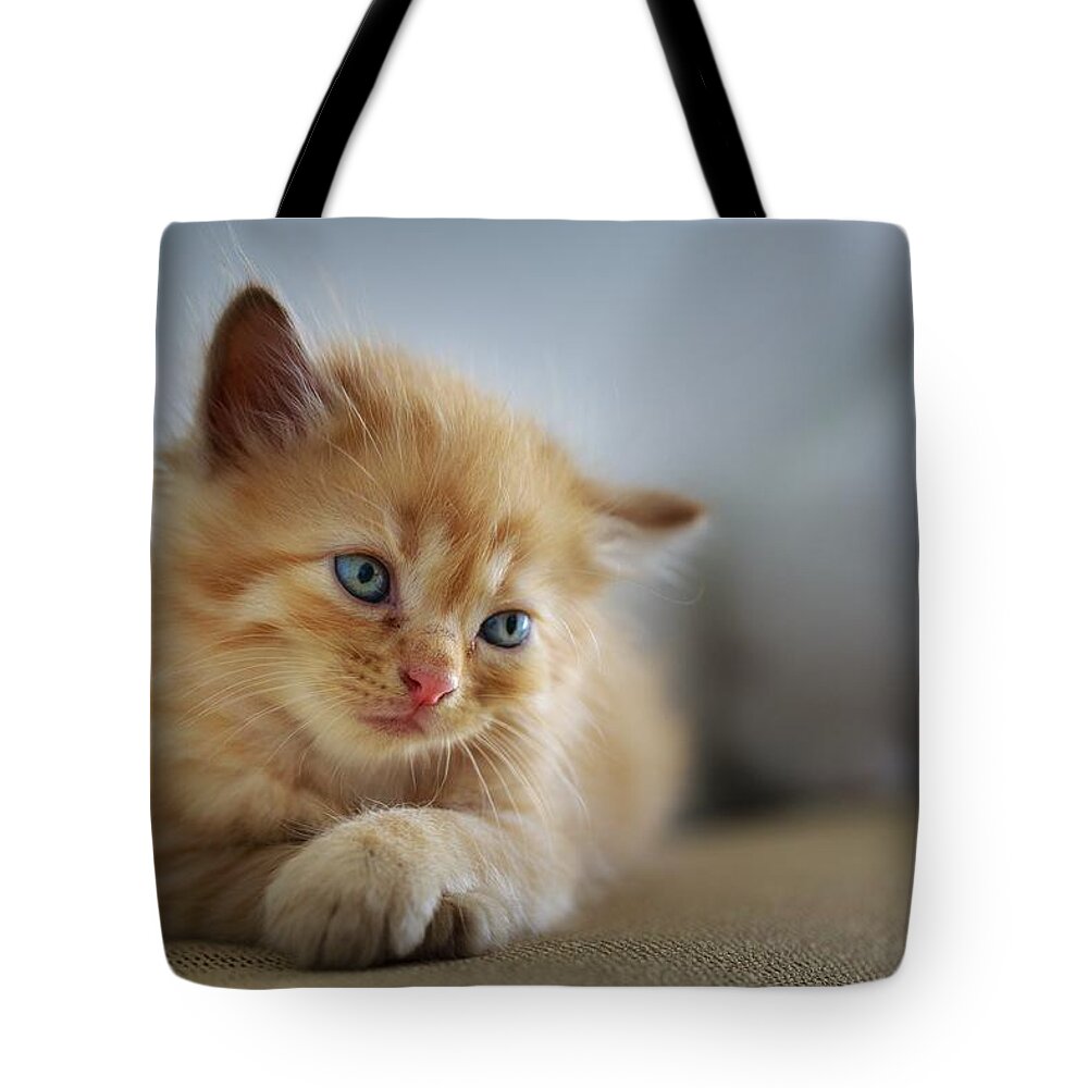 Cat Tote Bag featuring the photograph Cute orange kitty by Top Wallpapers