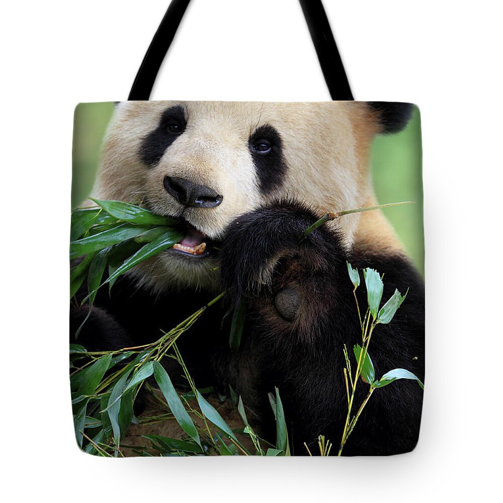Chinese Culture Tote Bag featuring the photograph Cute Panda by Tianyuanonly