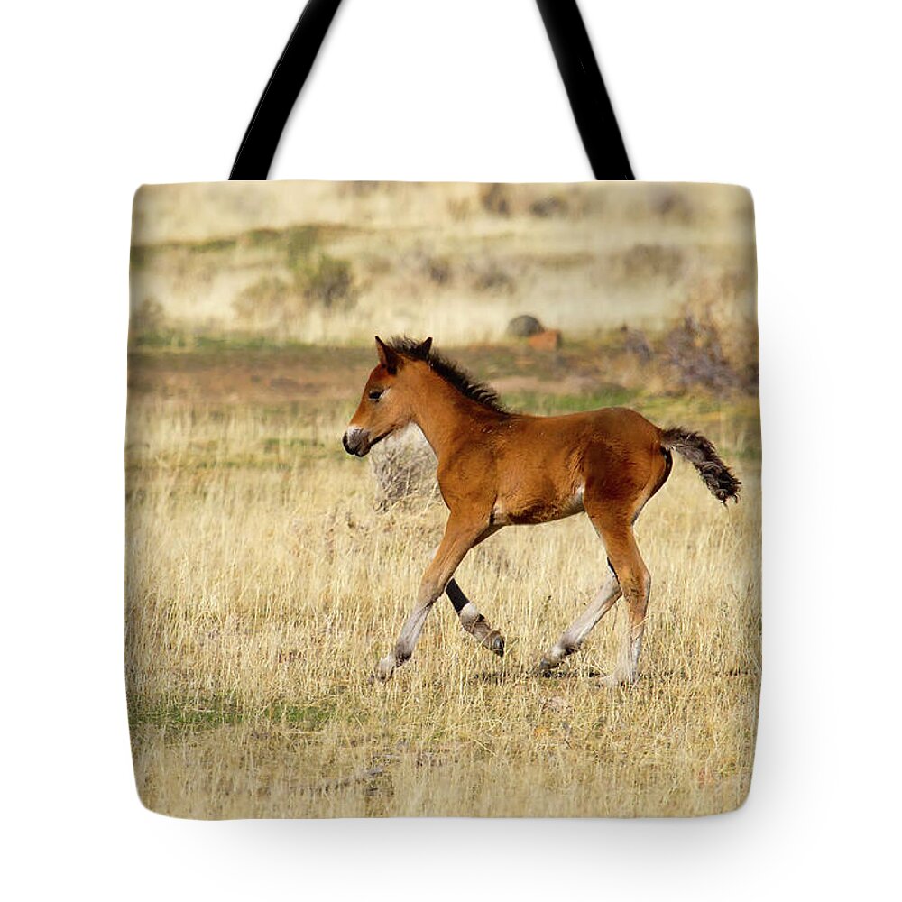 Horse Tote Bag featuring the photograph Cute wild Bay foal galloping across a field by Waterdancer