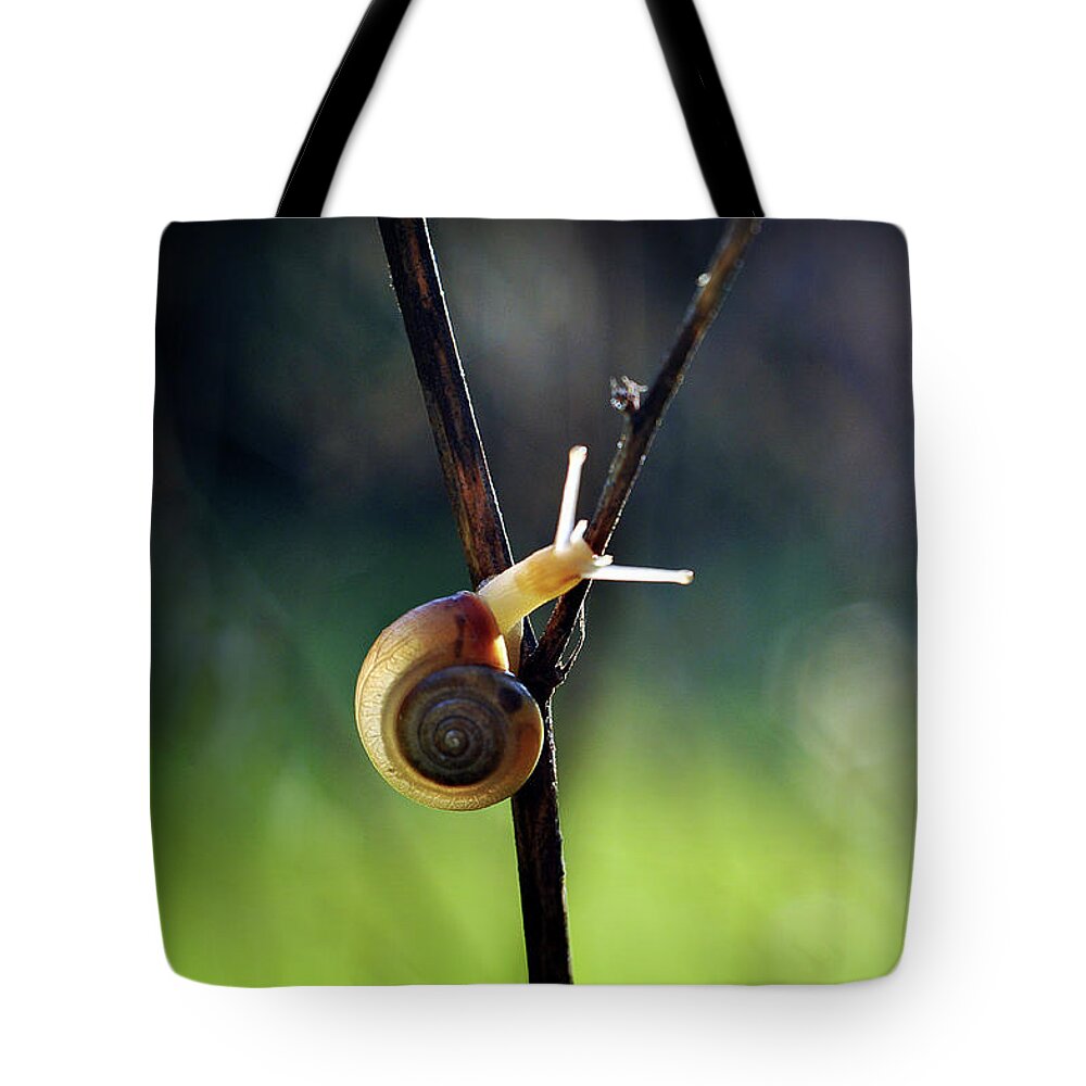 Garden Tote Bag featuring the photograph Cutie Pie by Michelle Wermuth