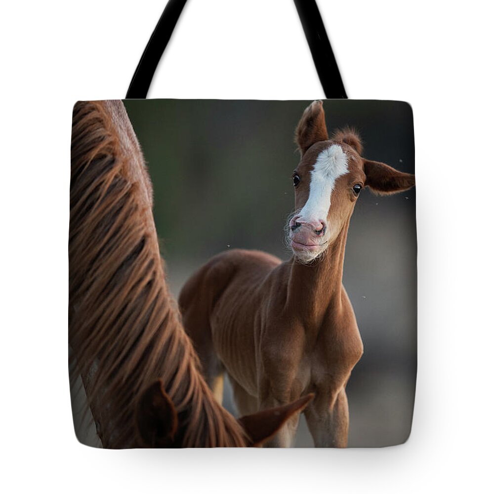 Cute Tote Bag featuring the photograph Cutie by Shannon Hastings