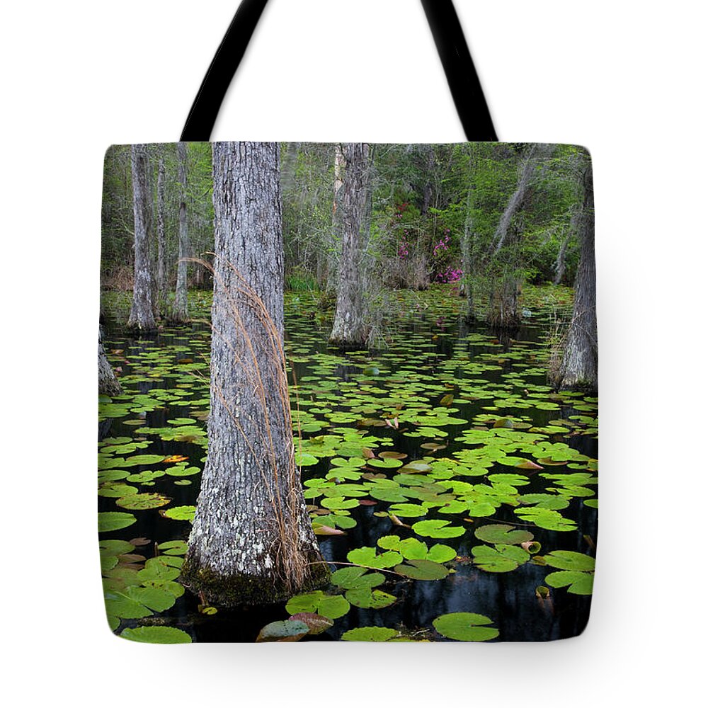 Panoramic Tote Bag featuring the photograph Cypress Trees In Cypress Gardens Near by Darrell Gulin