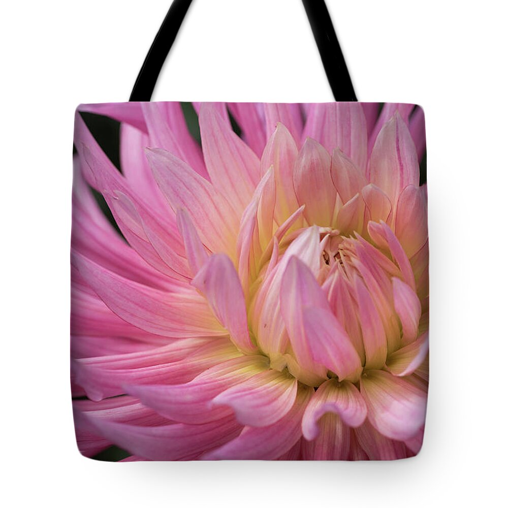 105mm Tote Bag featuring the photograph Dahlia Anemone by Laura Macky