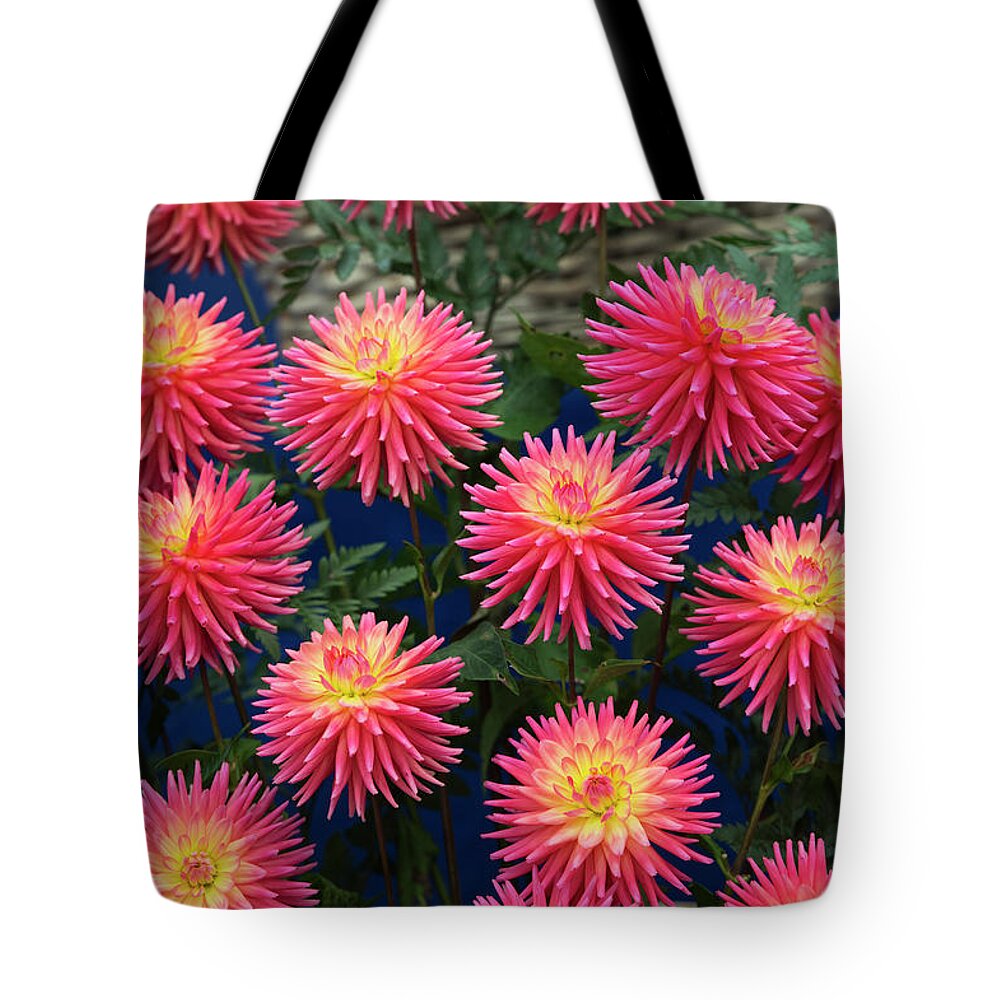 Dahlias Tote Bag featuring the photograph Dahlia Ryecroft Pixie Flowers by Tim Gainey