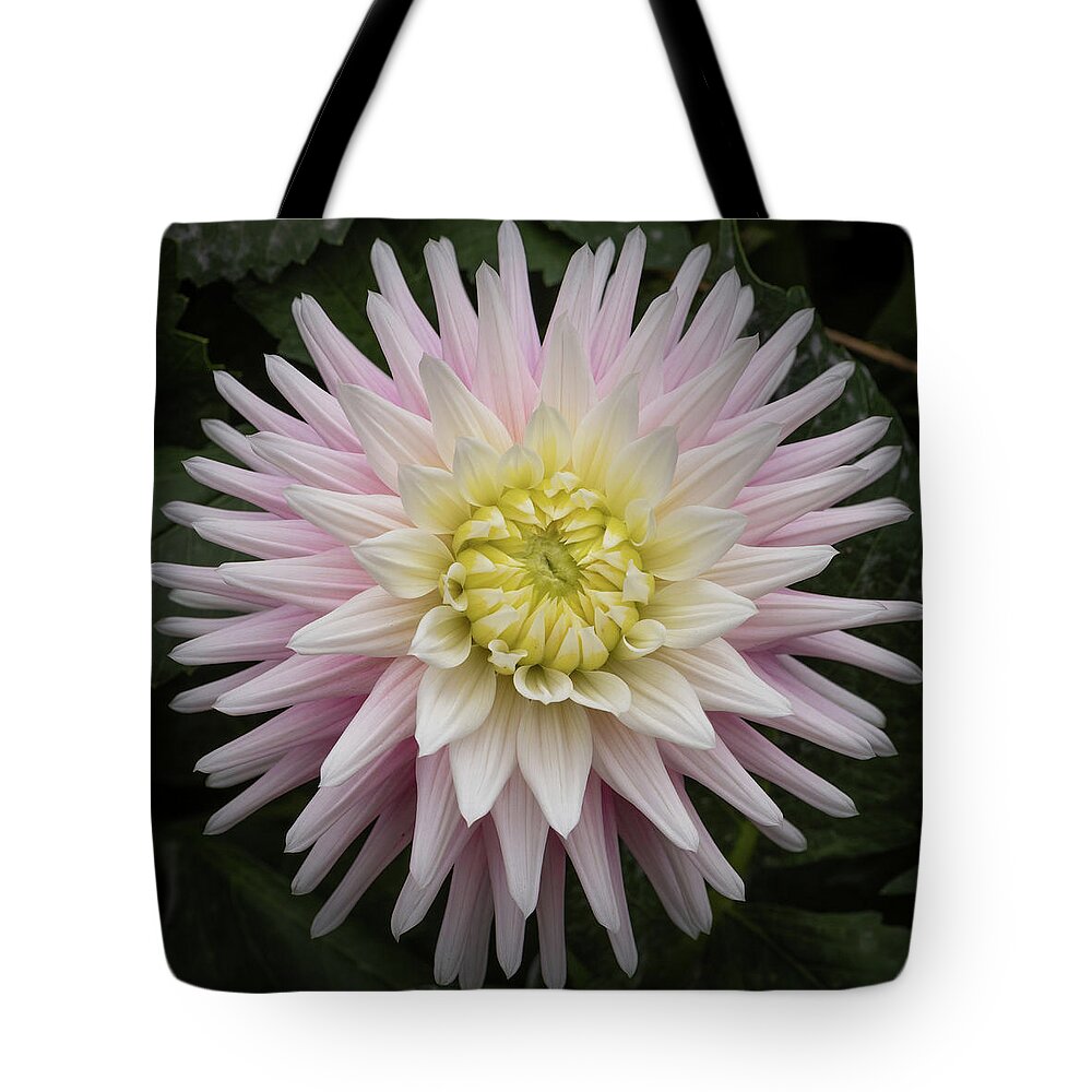 105mm Tote Bag featuring the photograph Dahlia with a Spot of Yellow by Laura Macky