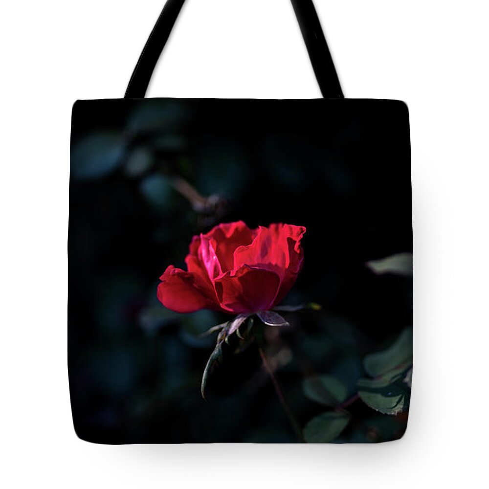 Halloween Tote Bag featuring the photograph Damp Rose After a Rain by James-Allen