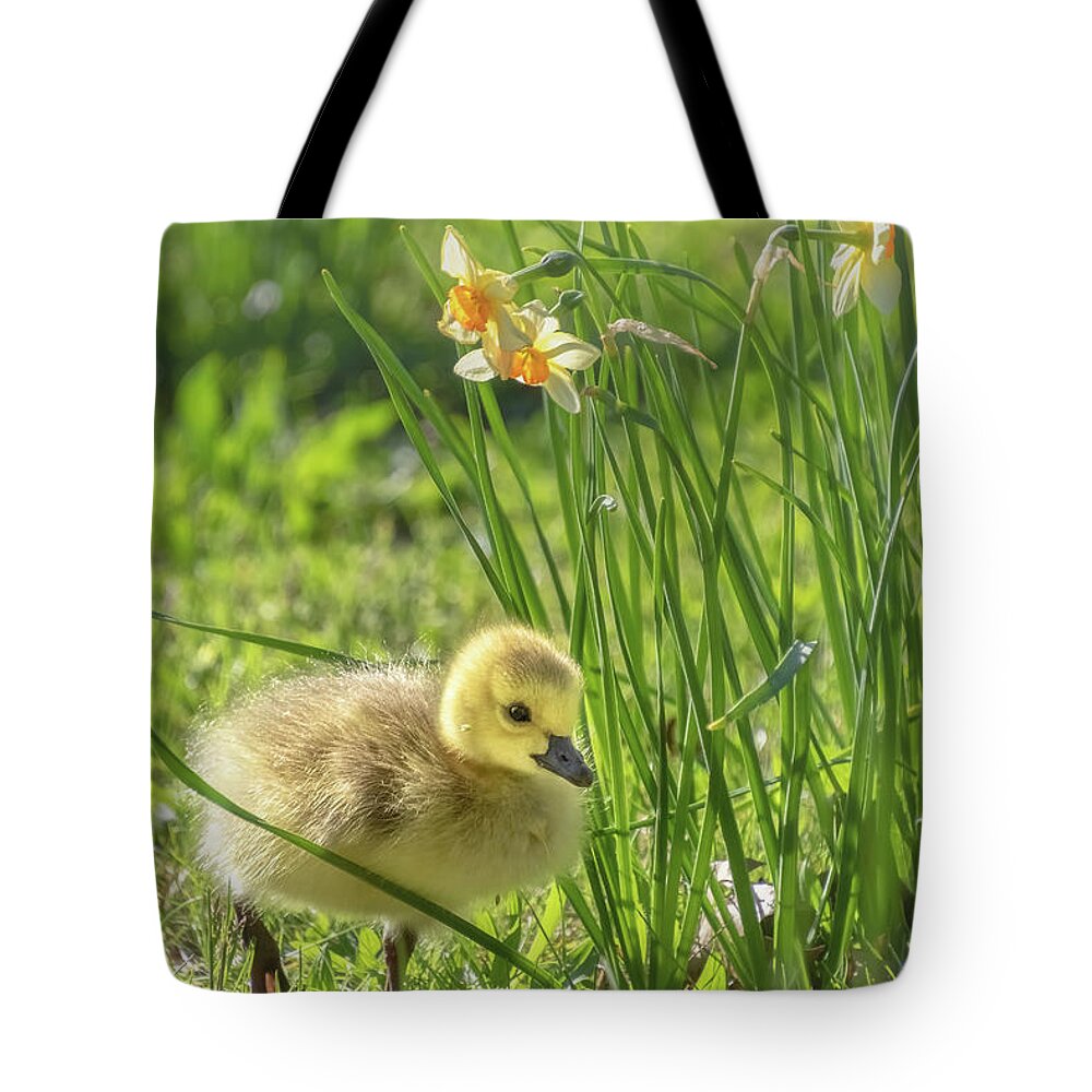 Boston Tote Bag featuring the photograph Dashing through the Daffodils by Sylvia J Zarco