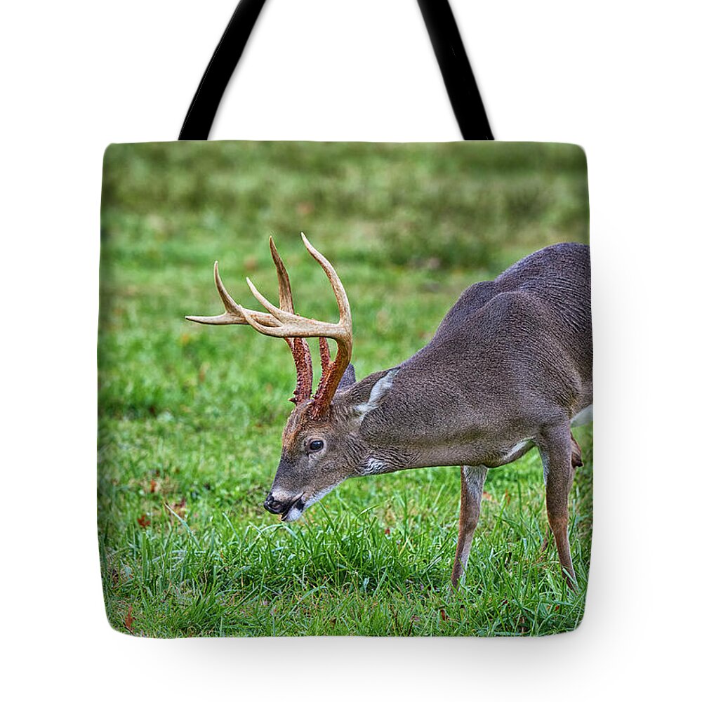 Tennessee Tote Bag featuring the photograph Deer at Early Morning by Bill Chambers