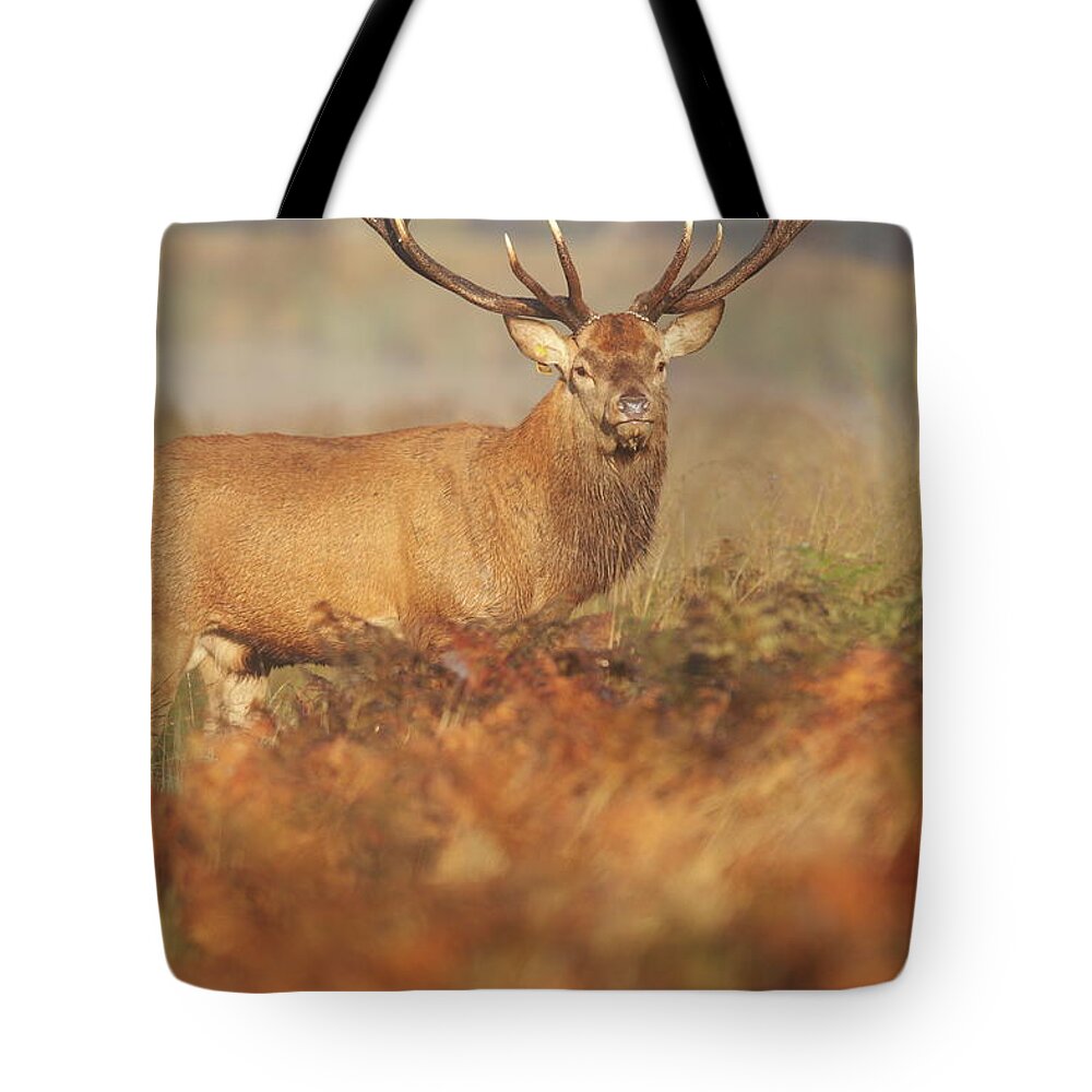 Rutting Tote Bag featuring the photograph Deer Stag by Gp232