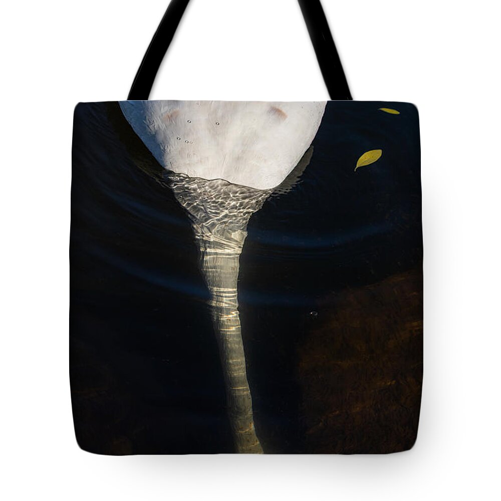 Photography Tote Bag featuring the photograph Diving for food by Alma Danison
