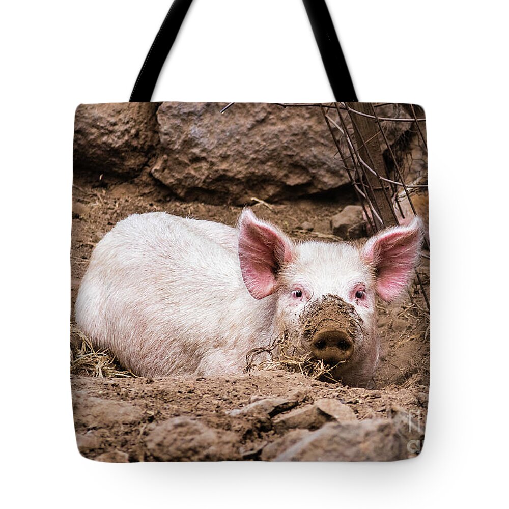 Pig Tote Bag featuring the photograph Do you still see me... pig with muddy snout by Lyl Dil Creations