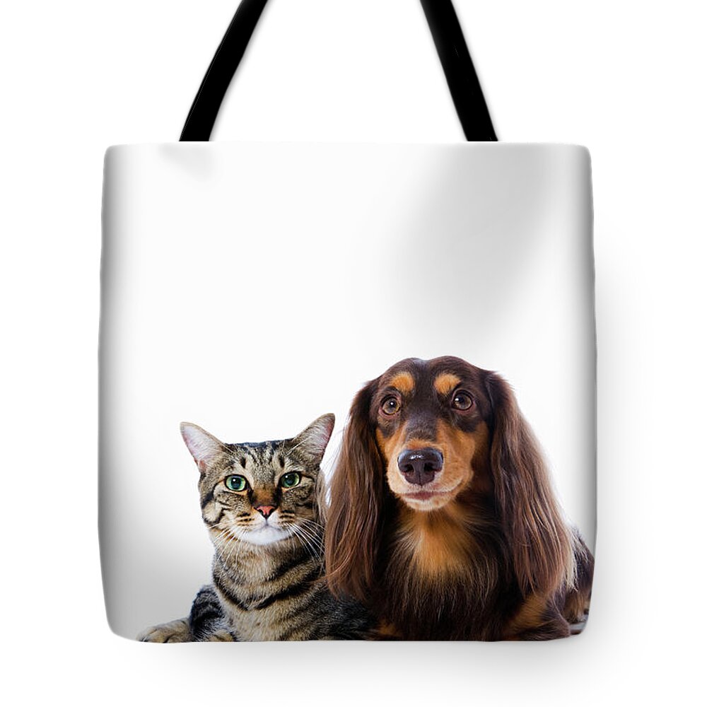 Pets Tote Bag featuring the photograph Dog Dachshund And Cat Japanese Cat On by Ultra.f