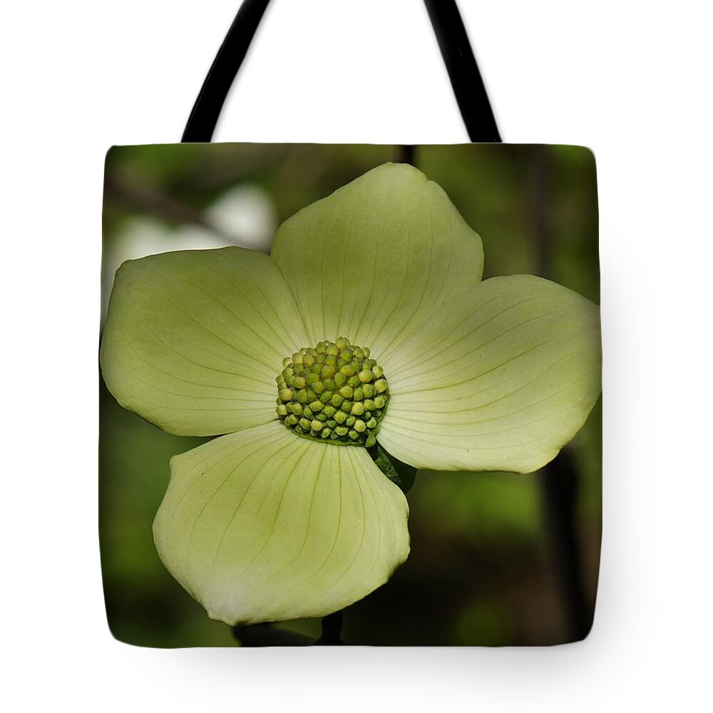 Wildflower Tote Bag featuring the photograph Dogwood Blossom Cedarbrooke by Brett Harvey