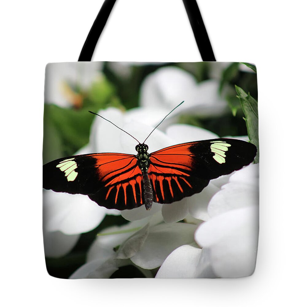 Doris Longwing Tote Bag featuring the photograph Doris Longwing Butterfly on White Petals by Karen Adams