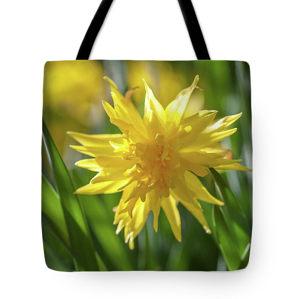 Jenny Rainbow Fine Art Photography Tote Bag featuring the photograph Double Narcissus Rip van Winkle 1 by Jenny Rainbow