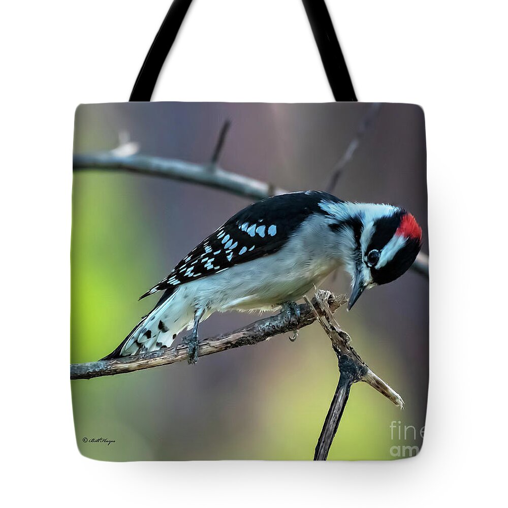 Woodpeckers Tote Bag featuring the photograph Downy Woodpecker by DB Hayes