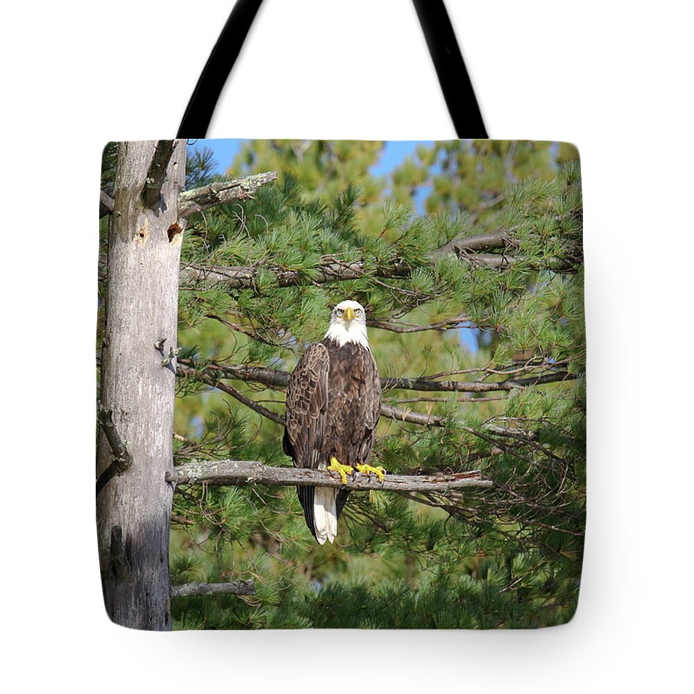 Eagle Tote Bag featuring the photograph Eagle in Pine by Brook Burling