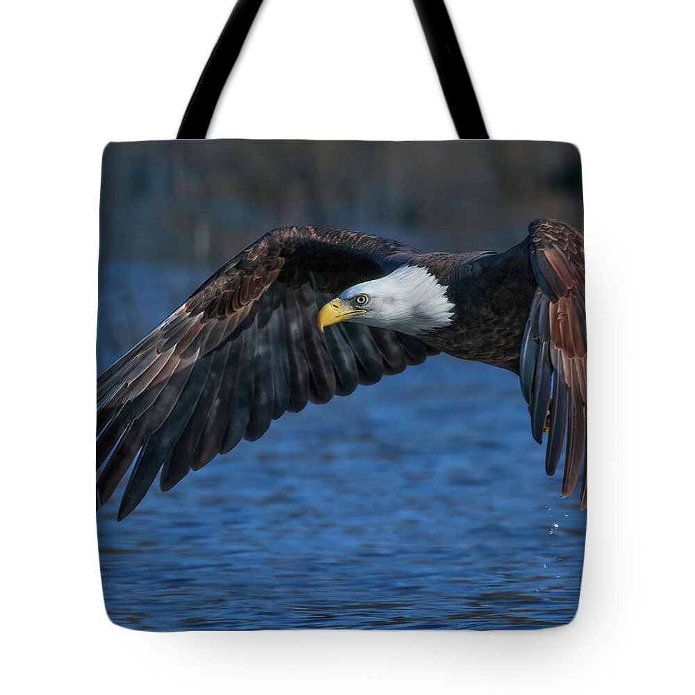 Bald Eagle Tote Bag featuring the photograph Eagle On Blue by Beth Sargent