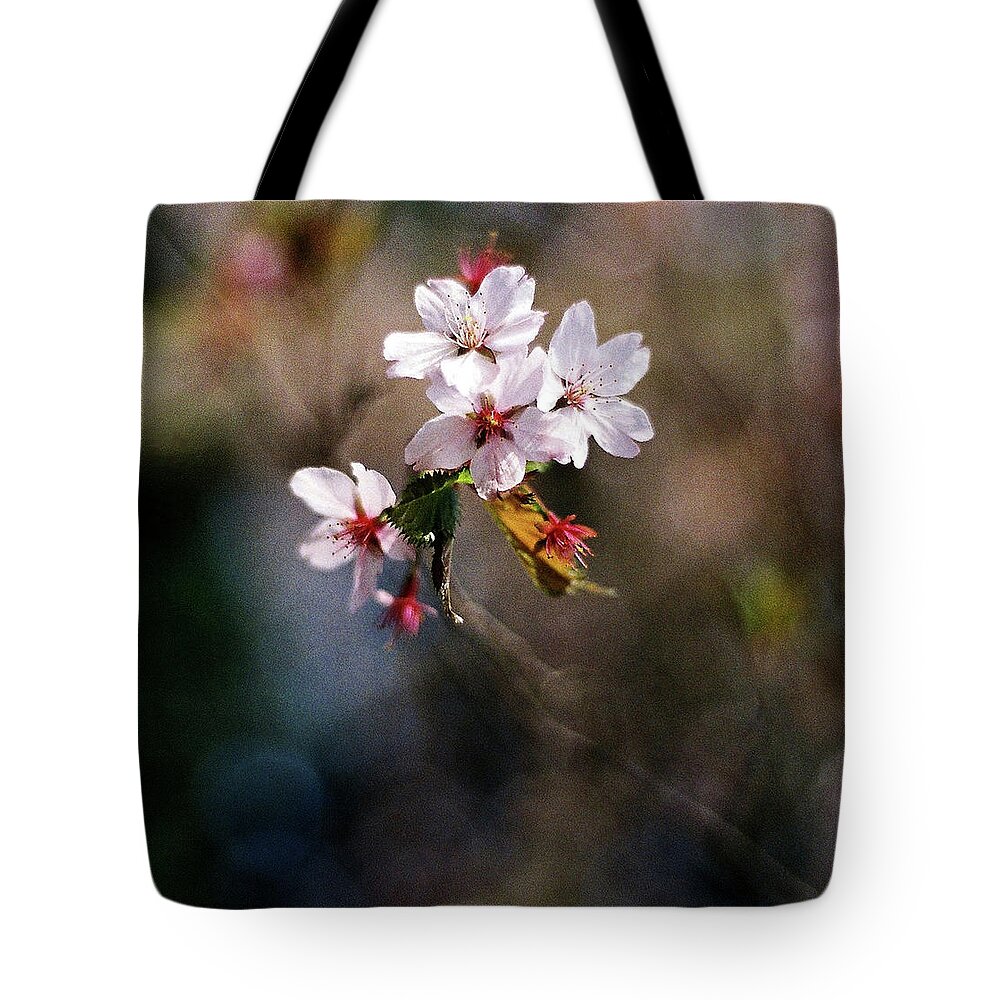 Outdoors Tote Bag featuring the photograph Early Cherry Blossom Flowers by Tracy Packer Photography