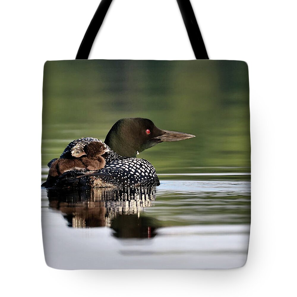 Common Loon Tote Bag featuring the photograph Early Morning Snuggles by Sandra Huston