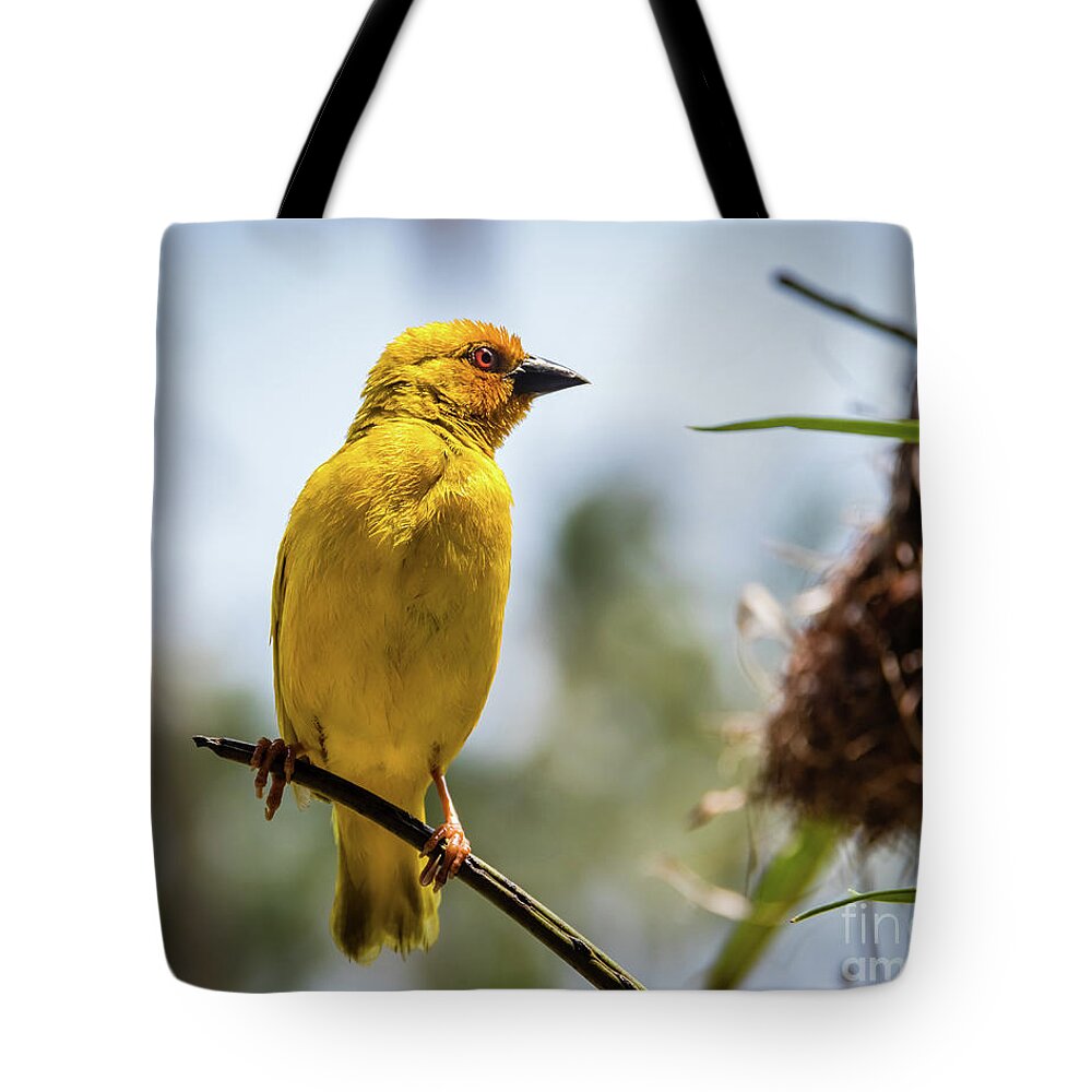 Bird Tote Bag featuring the photograph Eastern golden weaver, Zanzibar by Lyl Dil Creations