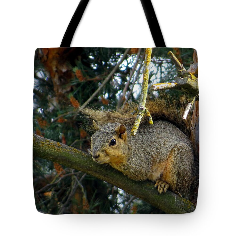 Sciurus Carolinensis Tote Bag featuring the photograph Eastern gray squirrel by Jean Evans