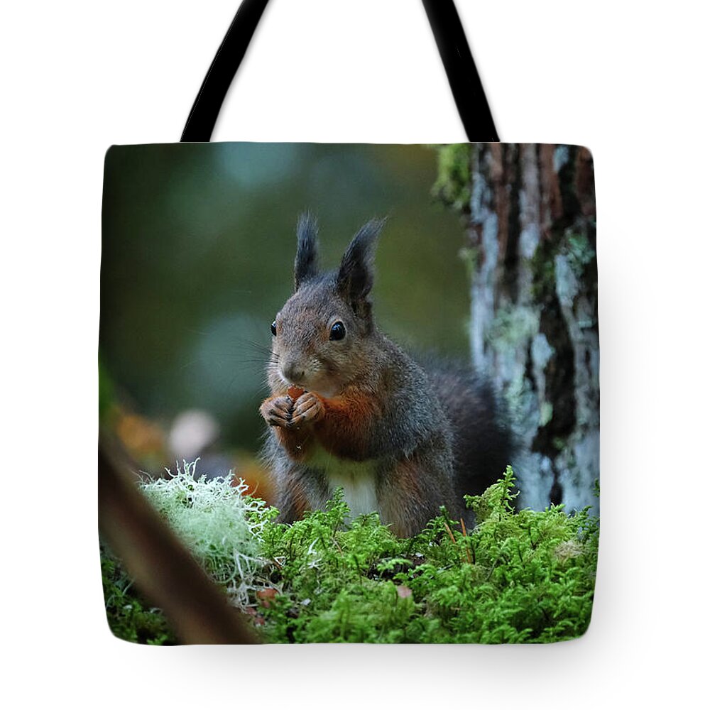 Sweden Tote Bag featuring the pyrography Eating squirrel by Magnus Haellquist