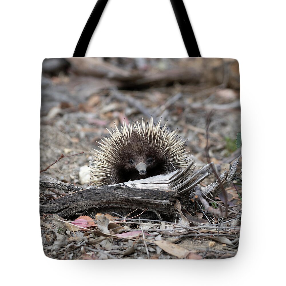 Echidna Tote Bag featuring the photograph Echidna by Patrick Nowotny