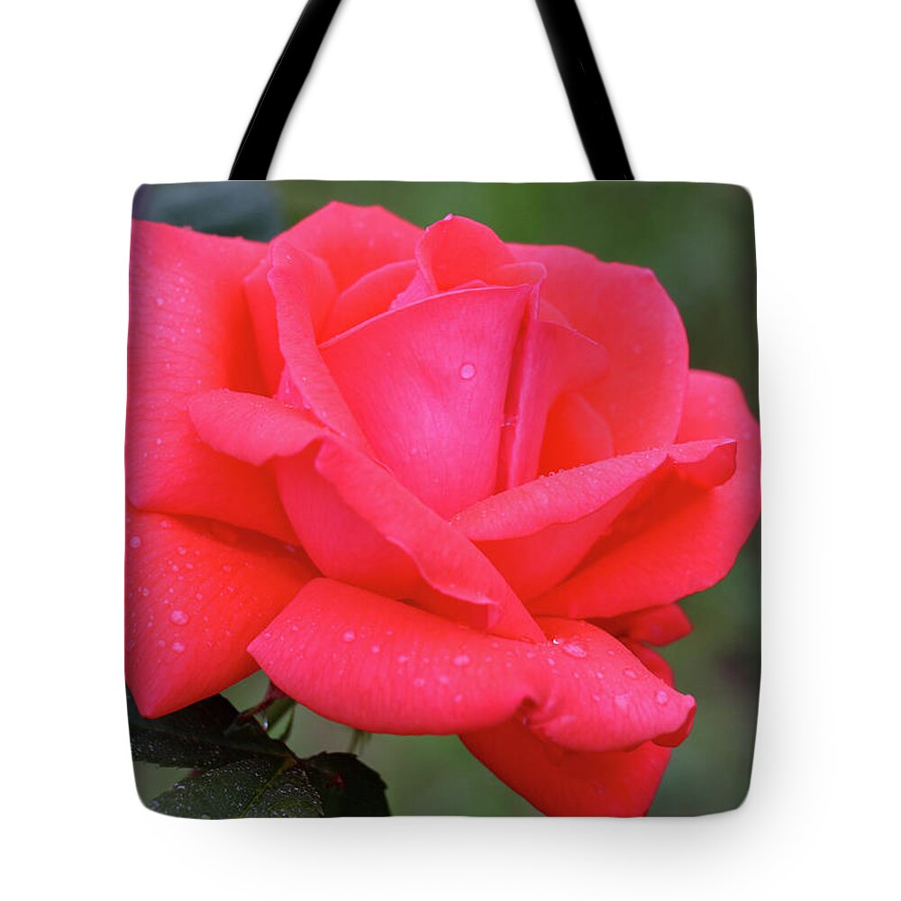 Rose Tote Bag featuring the photograph Elegance by Mary Anne Delgado