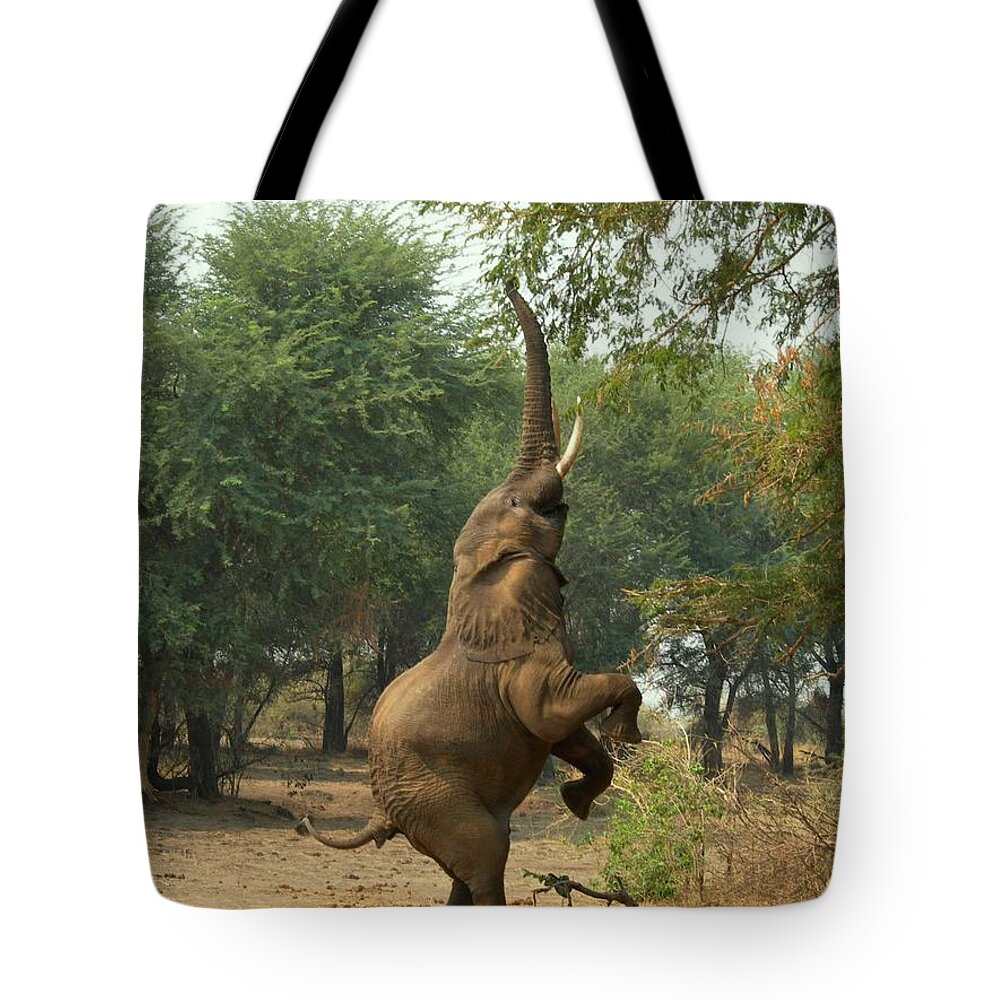 Botswana Tote Bag featuring the photograph Elephant by Jeryco