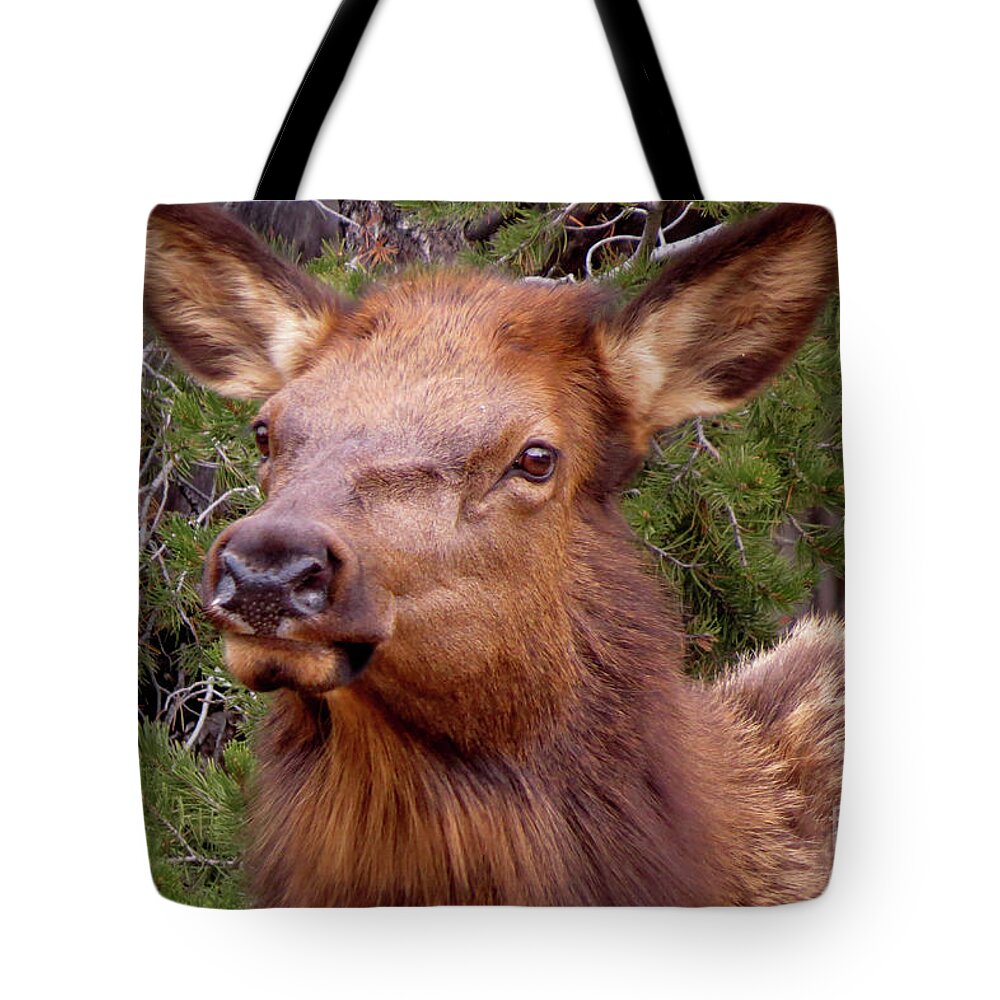 Elk Tote Bag featuring the photograph Elk Calf by Mary Mikawoz