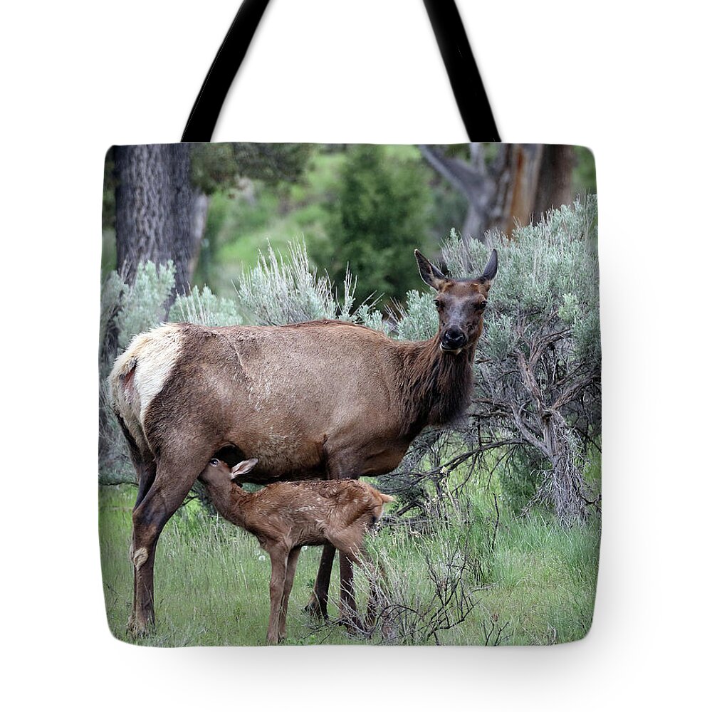 Elk Tote Bag featuring the photograph Elk Cow and Calf in Yellowstone by Jean Clark