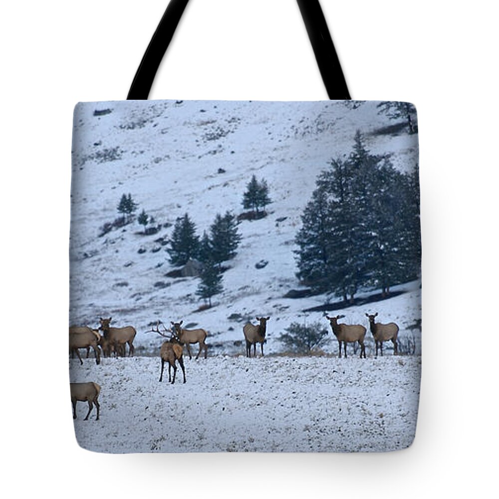 Yellowstone Tote Bag featuring the photograph Elk Herd First Snow by Ed Broberg