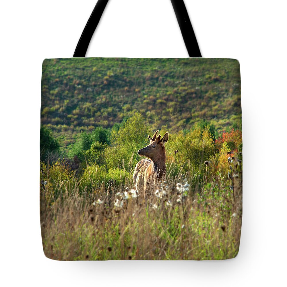 Elk Tote Bag featuring the photograph Elk In Fall Field by Christina Rollo