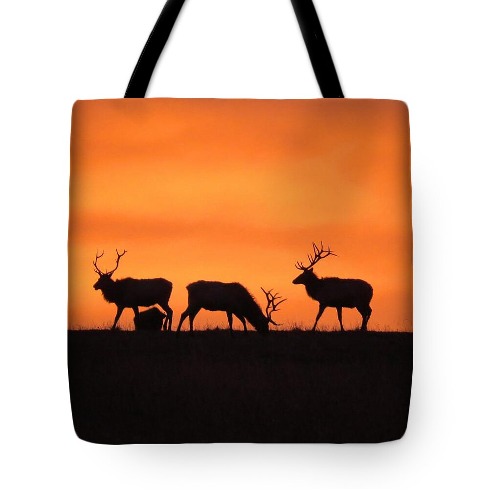 Elk Tote Bag featuring the photograph Elk in the morning light by Keith Stokes