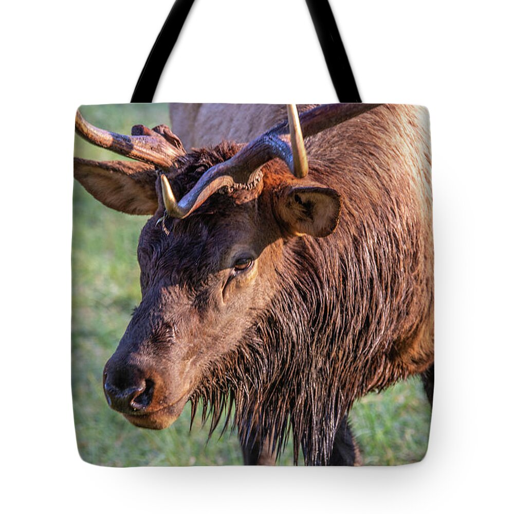 Autumn Tote Bag featuring the photograph Elk Stink Eye by Douglas Wielfaert