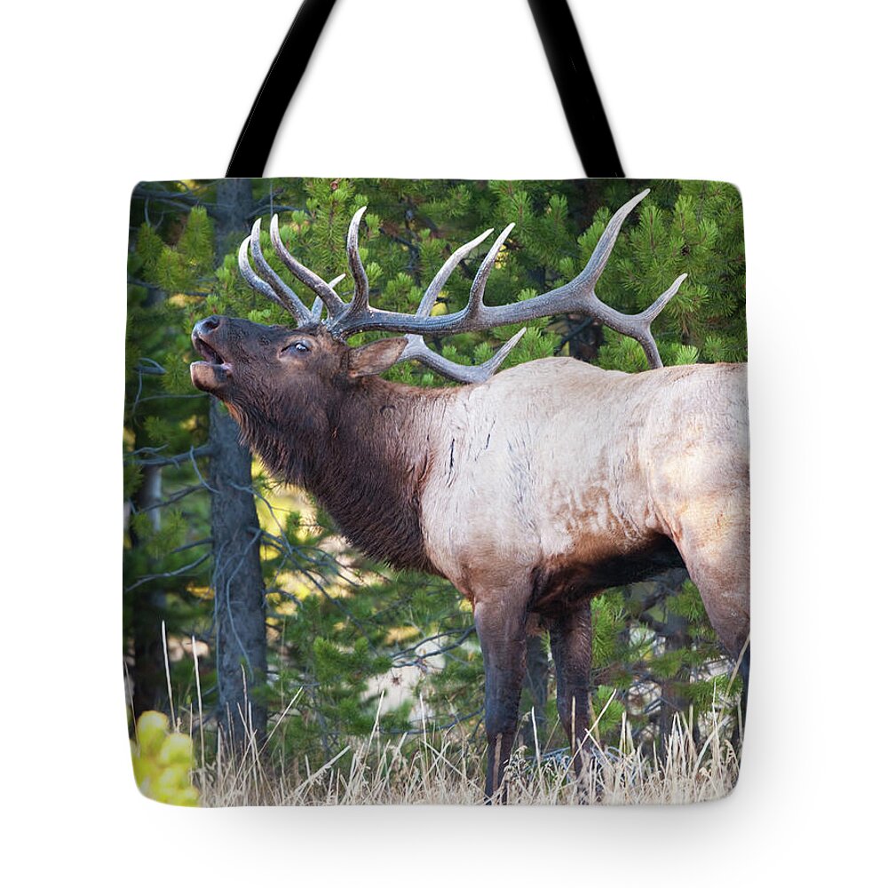 Grass Tote Bag featuring the photograph Elk With Big Antlers Bugling At by Birdimages