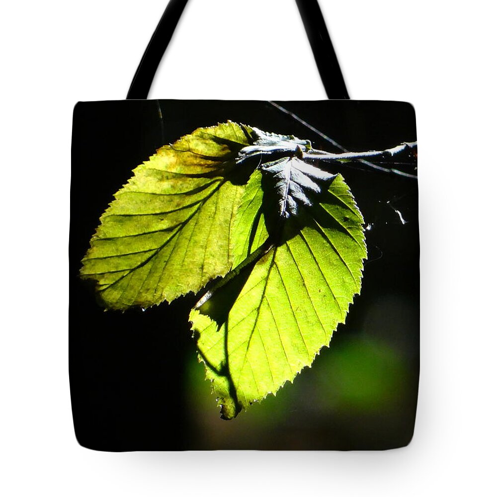 Photography Tote Bag featuring the photograph Enlighted by Karin Ravasio