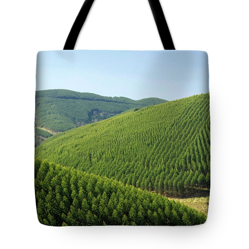 Scenics Tote Bag featuring the photograph Eucalyptus Plantations In Brazil by Fernandopodolski