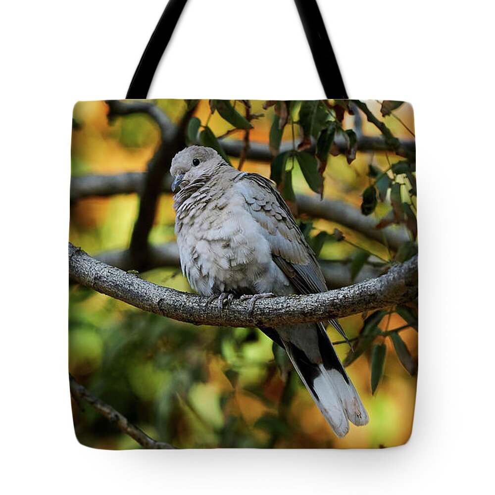 Standing Tote Bag featuring the photograph Eurasian Collared Dove by Pablo Avanzini