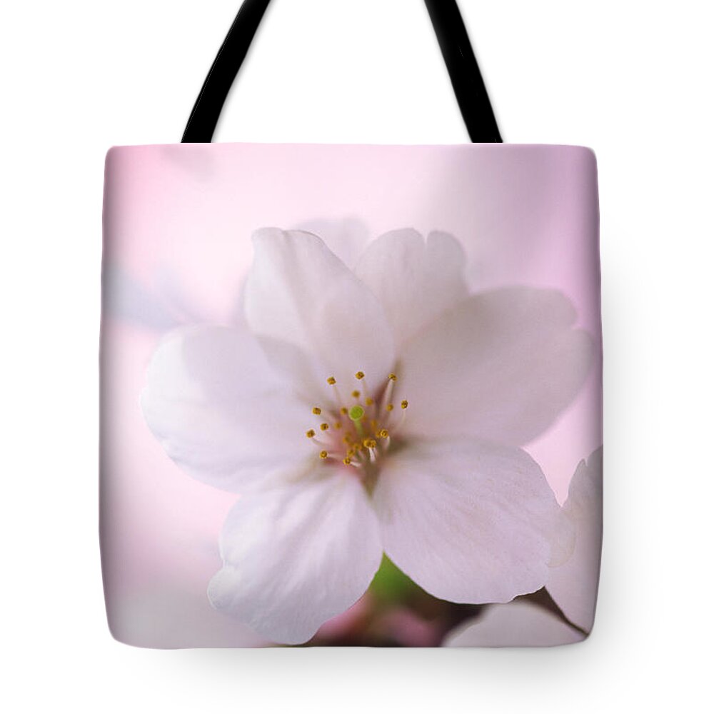 Celebration Tote Bag featuring the photograph Extreme Close Up Of Cherry Blossoms by Ooyoo